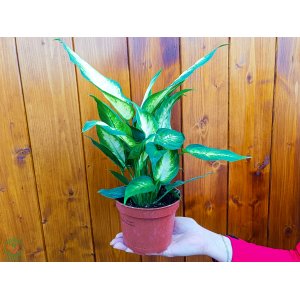 Diefenbachia škvrnitá (Dieffenbachia) ´CAMILLA´ - výška 30-40 cm, kont. C1L